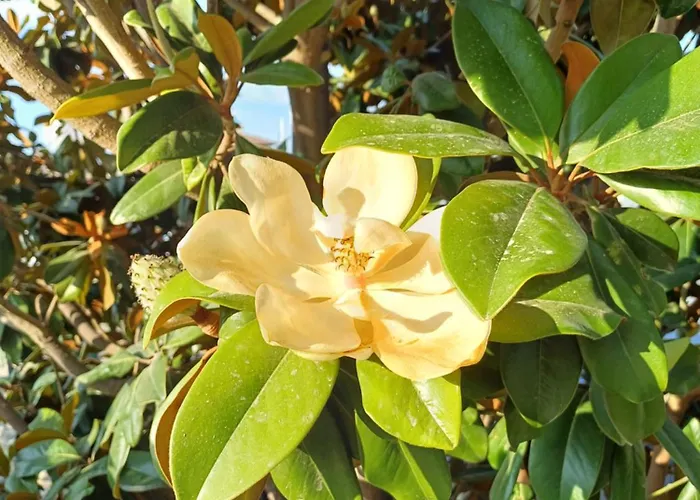 Guest Rusalka * Свети-Влас